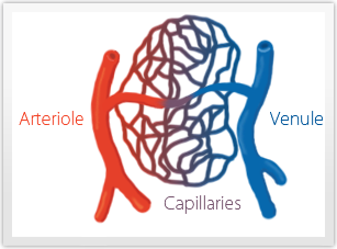 https://veturotherapy.com/wp-content/uploads/2013/01/gfx_microcirculation.png